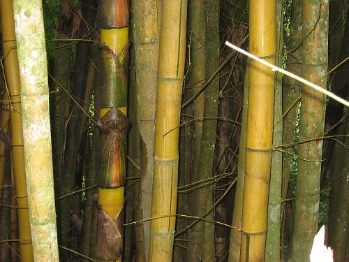 Bamboo