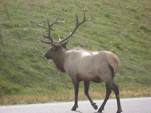 Elk