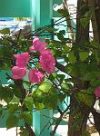 Bougainvillaea