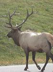 Elk